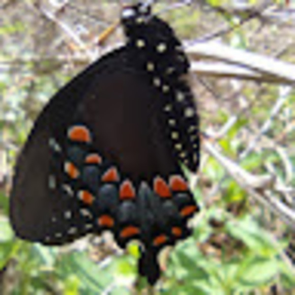 butterfli3468